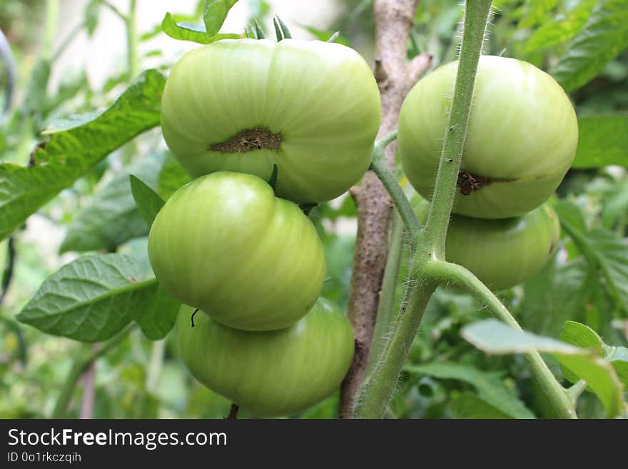 Fruit Tree, Plant, Fruit, Tomatillo