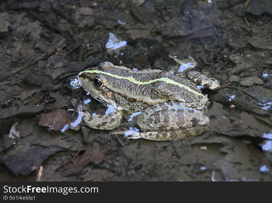 Toad, Amphibian, Frog, Fauna