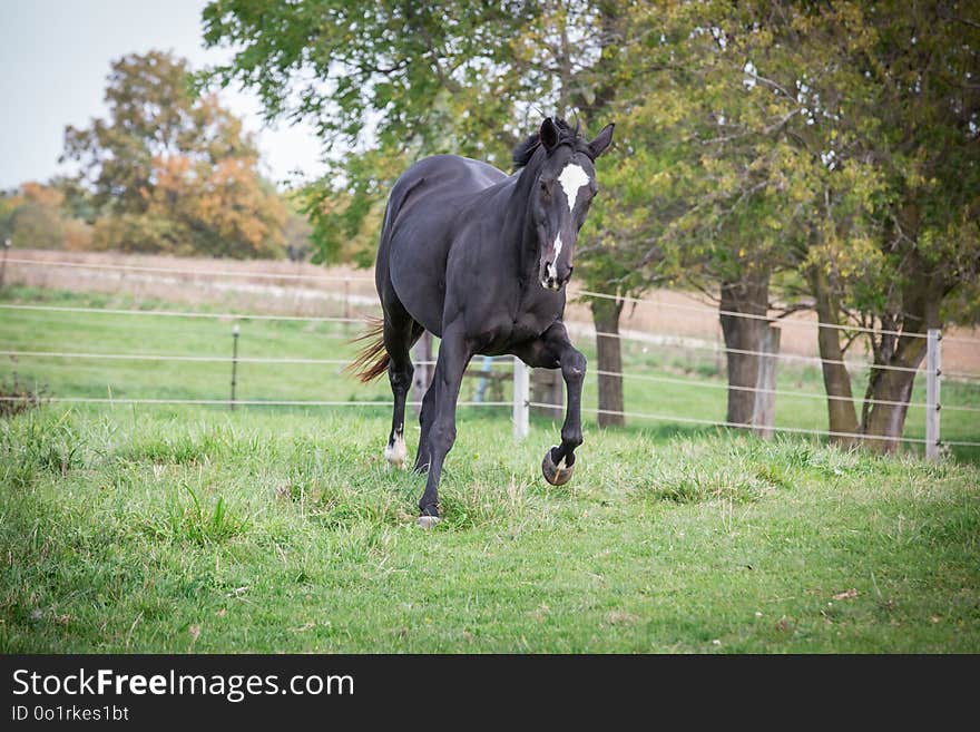 Horse, Pasture, Stallion, Mare