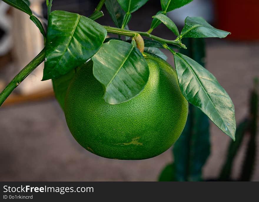 Citrus, Fruit, Leaf, Calamondin