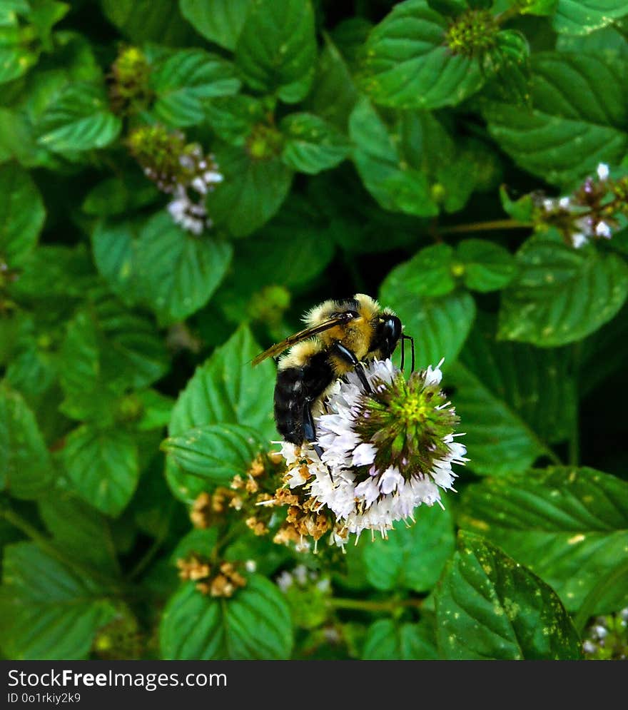 Bee, Insect, Pollinator, Membrane Winged Insect