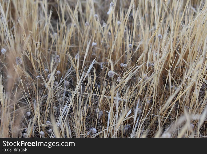 Grass Family, Grass, Straw, Phragmites