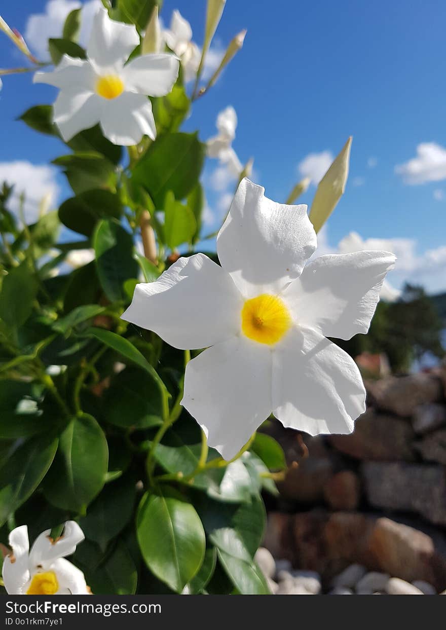 Flower, Plant, Flora, Flowering Plant