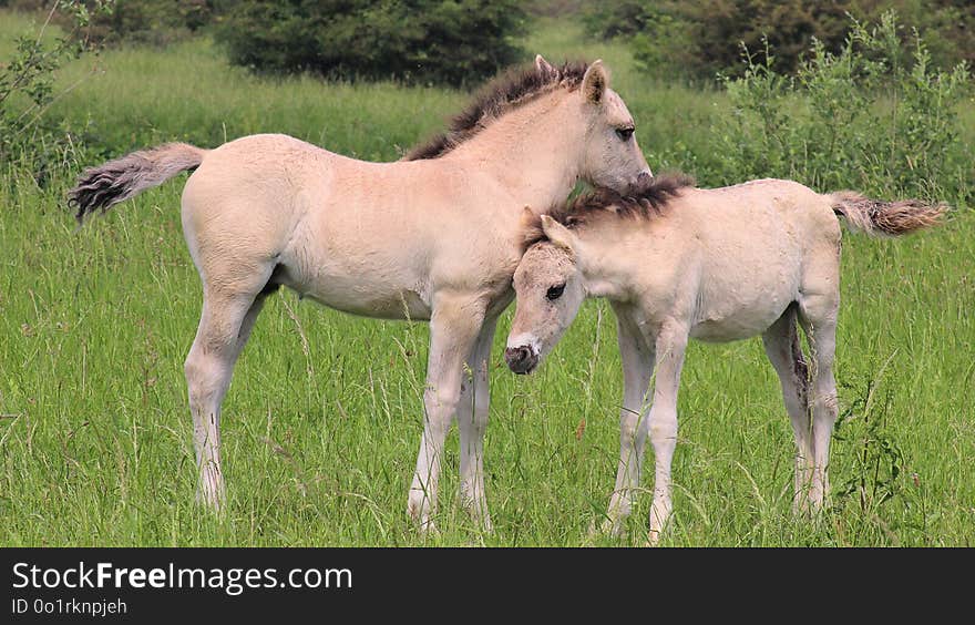 Horse, Ecosystem, Pasture, Foal