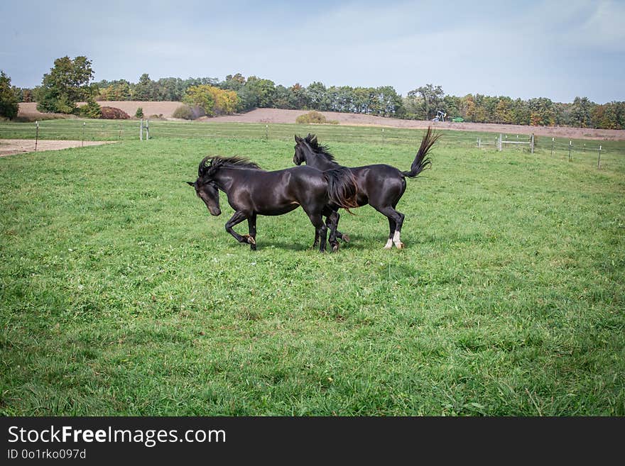 Pasture, Horse, Grass, Horse Like Mammal