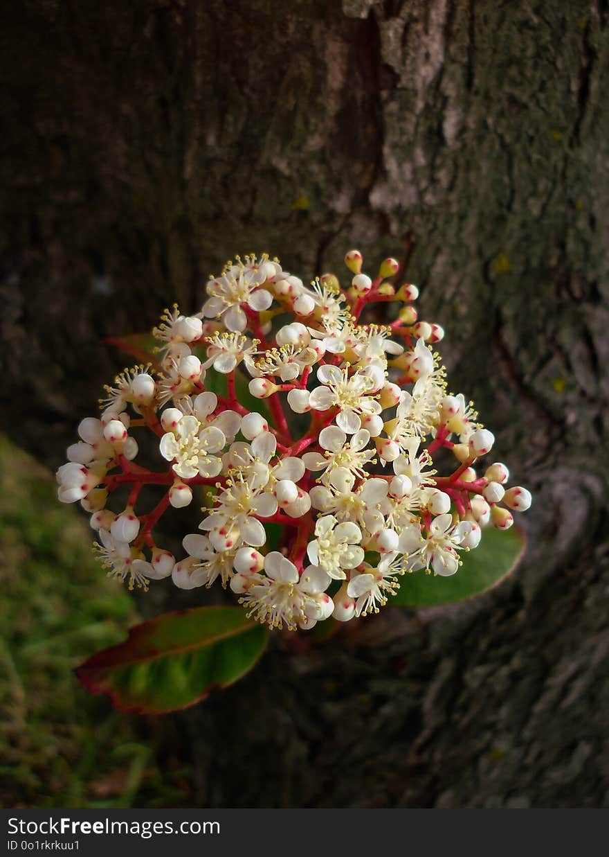 Flora, Plant, Spring, Flower