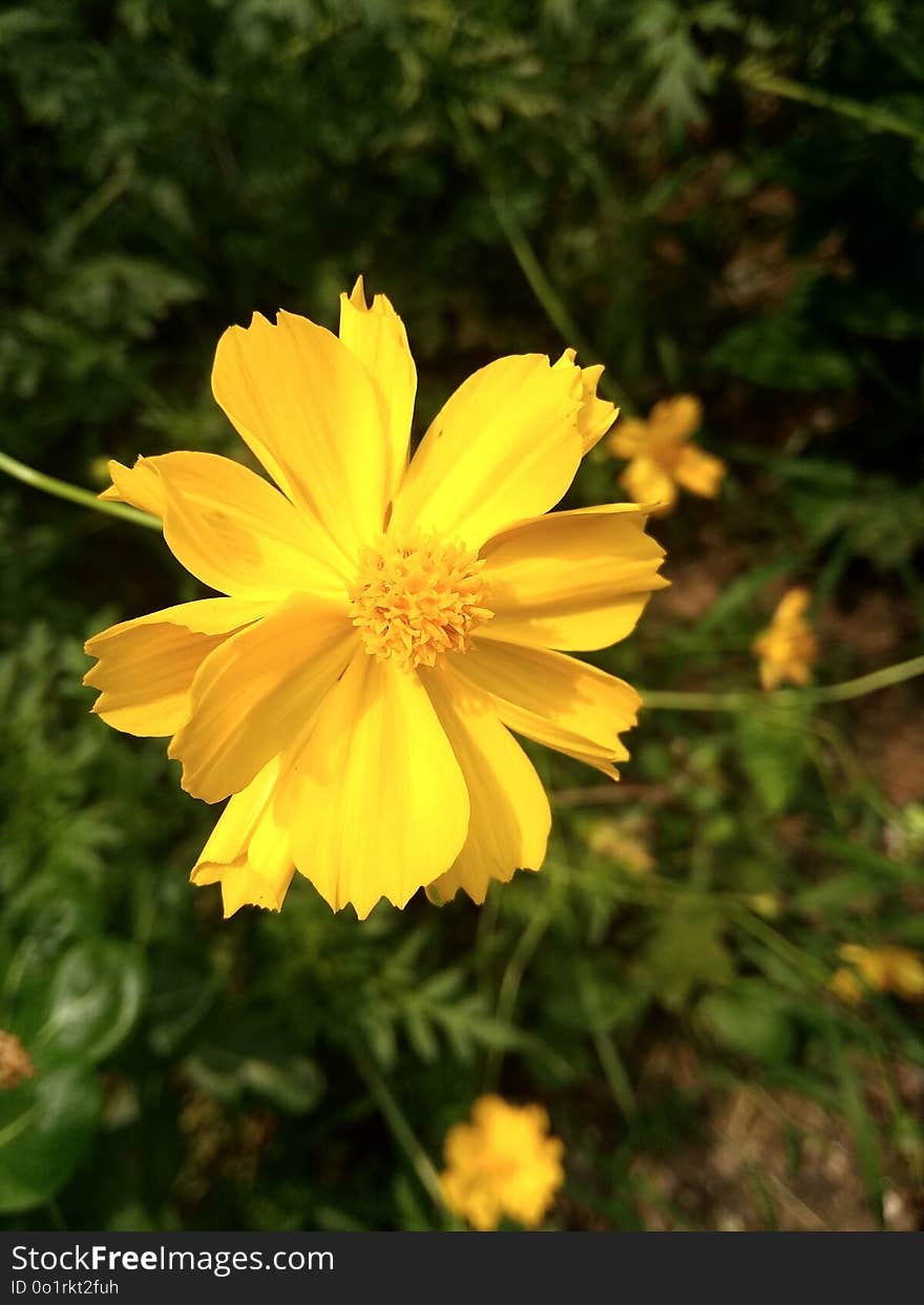 Flower, Yellow, Flora, Plant