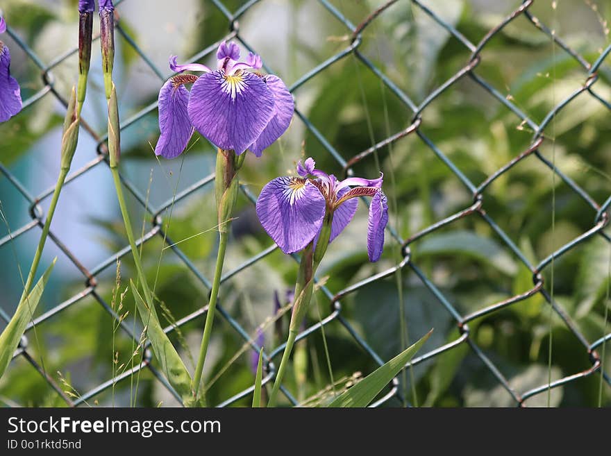 Flora, Flower, Plant, Purple