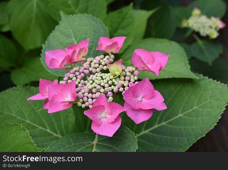 Flower, Plant, Flowering Plant, Hydrangea