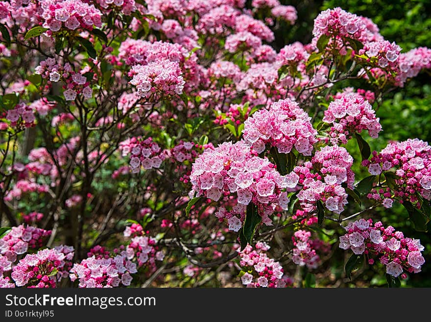 Plant, Flower, Flowering Plant, Flora