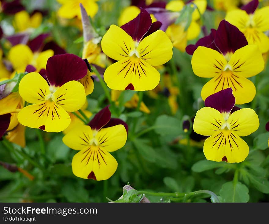 Flower, Yellow, Plant, Flowering Plant