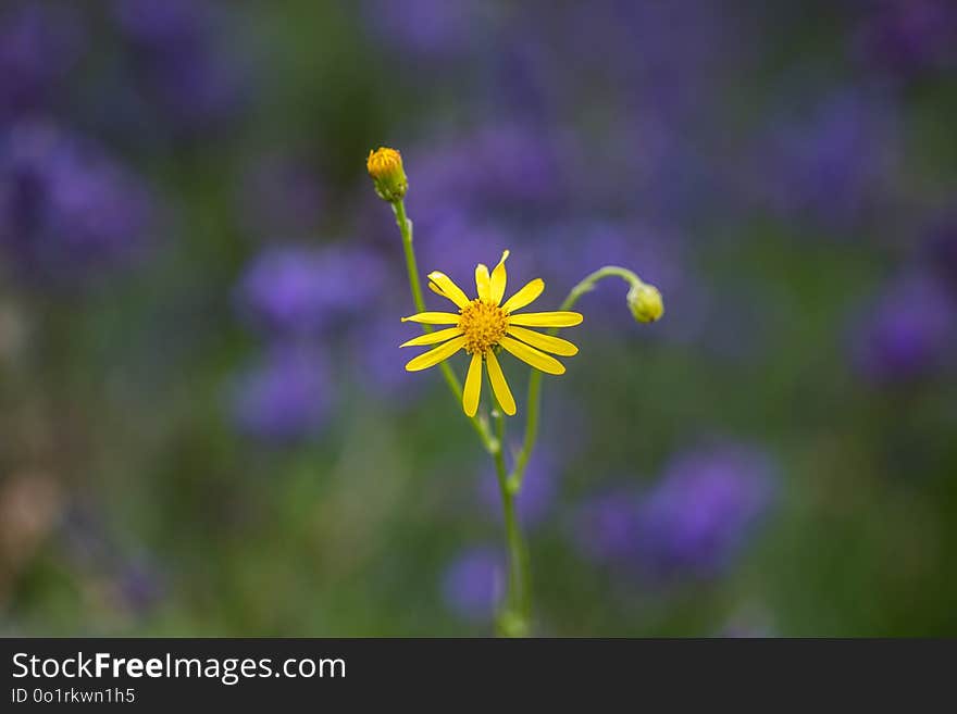 Flower, Flora, Purple, Wildflower