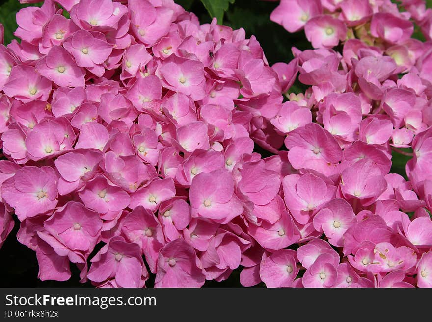 Flower, Pink, Plant, Flowering Plant