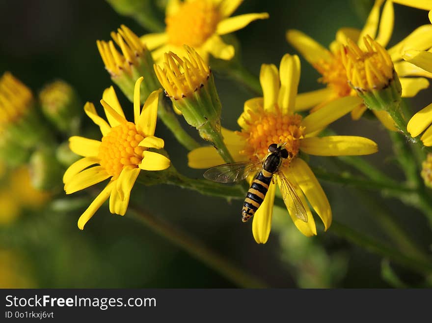 Flower, Yellow, Flora, Nectar