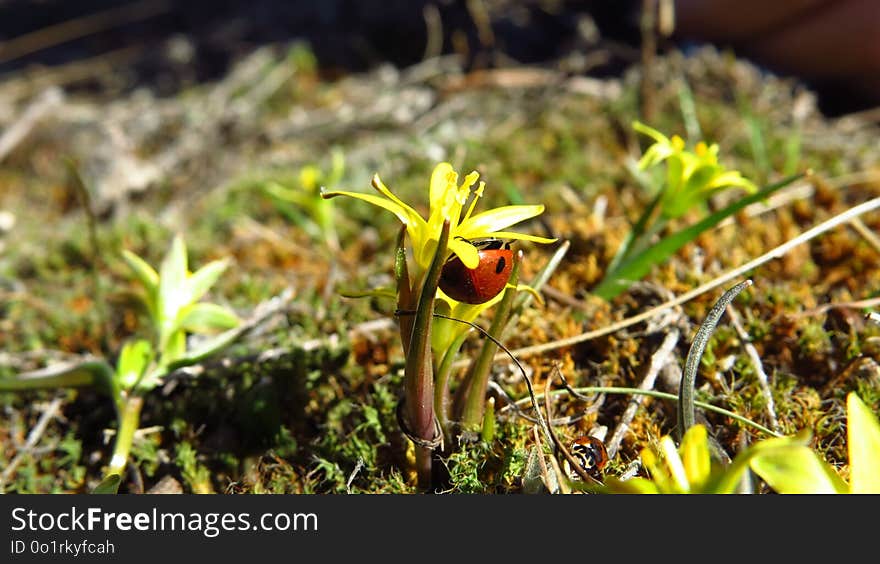 Plant, Flora, Vegetation, Leaf