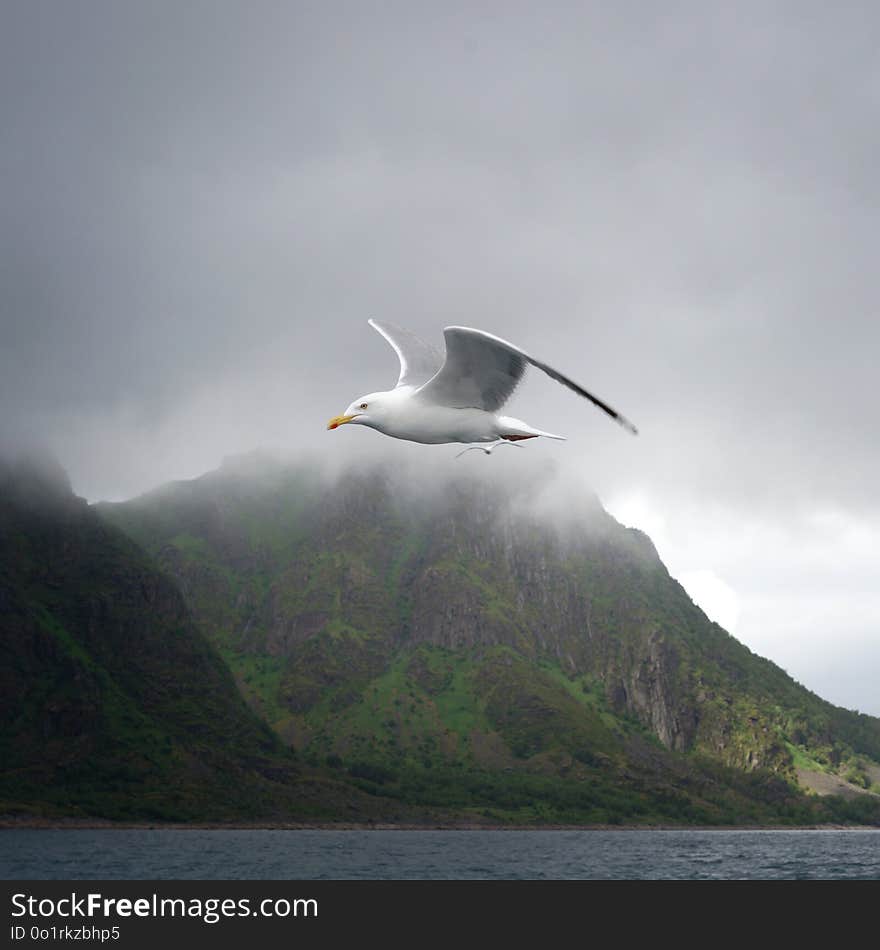 Seabird, Bird, Sea, Sky