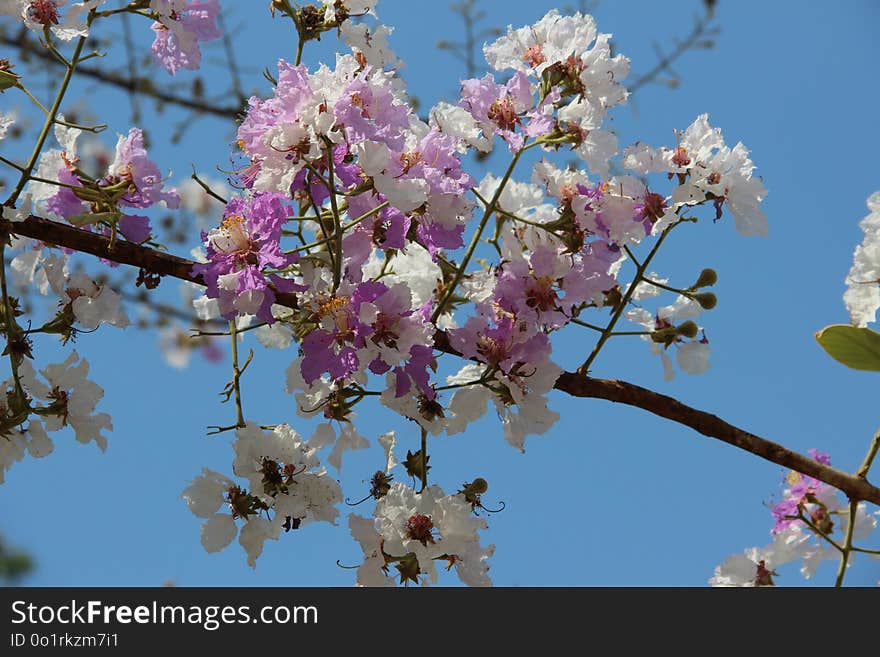 Blossom, Pink, Branch, Flower