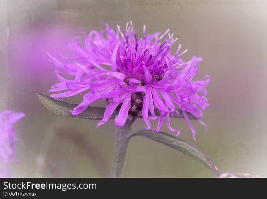 Flower, Purple, Pink, Flora