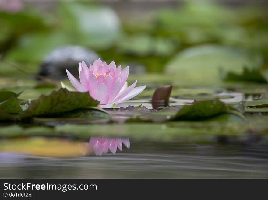 Flower, Water, Flora, Reflection