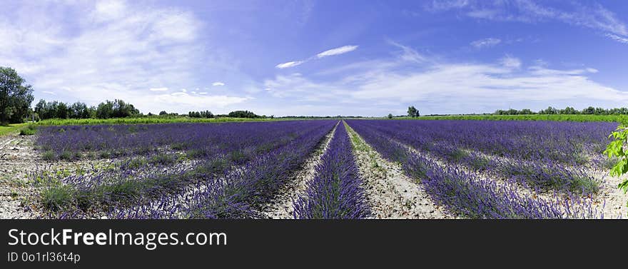 Field, Sky, English Lavender, Crop