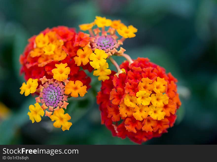 Flower, Yellow, Lantana Camara, Flora