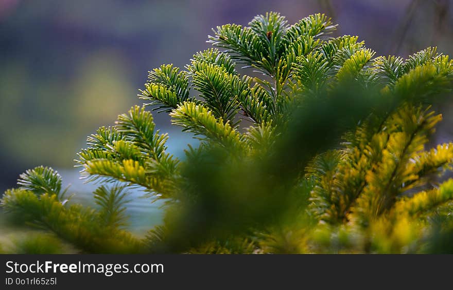 Vegetation, Tree, Ecosystem, Branch