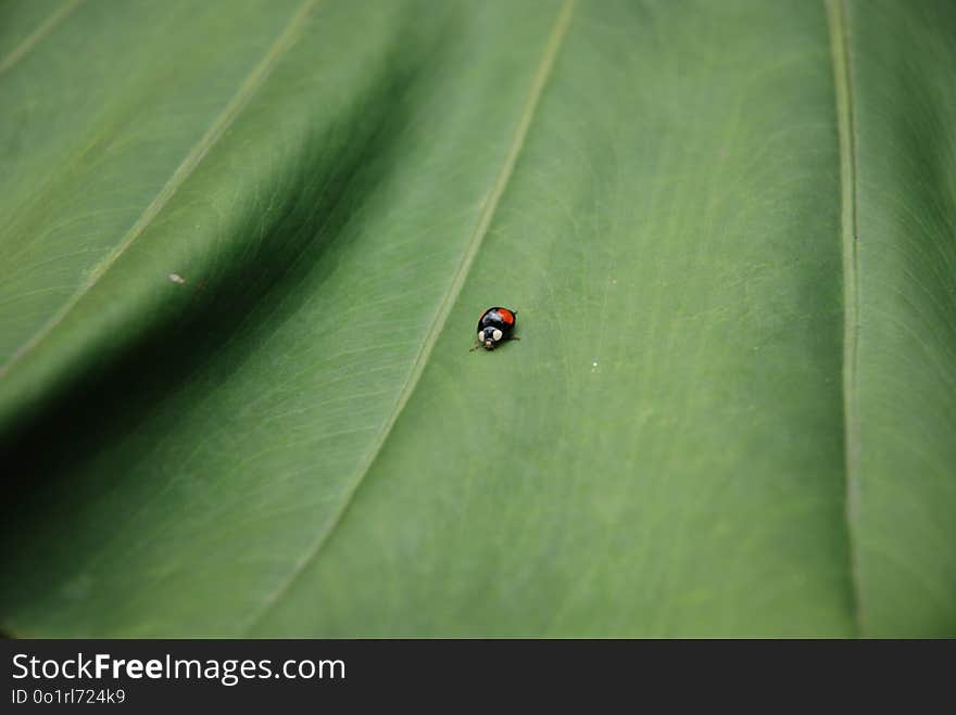 Green, Leaf, Water, Insect