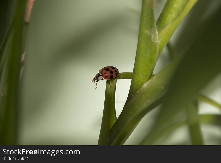 Insect, Macro Photography, Flora, Leaf