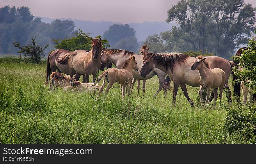 Ecosystem, Herd, Pasture, Horse