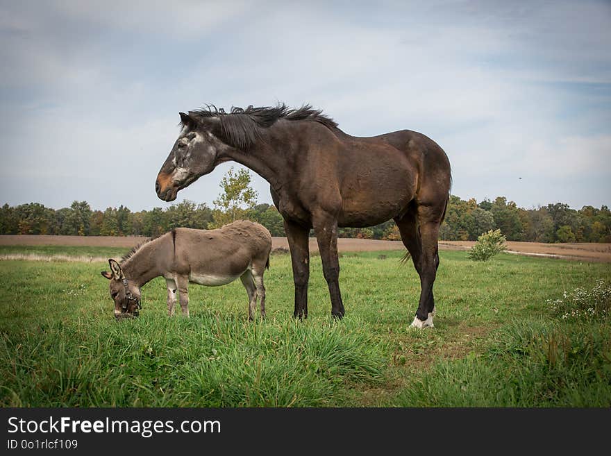 Horse, Grassland, Pasture, Ecosystem