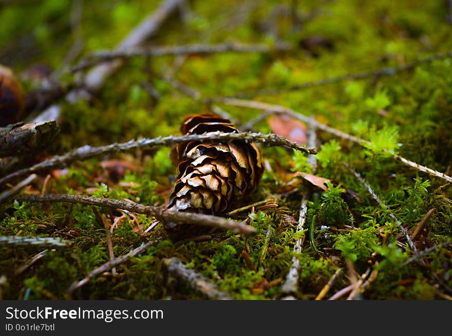 Ecosystem, Bird, Fauna, Wildlife