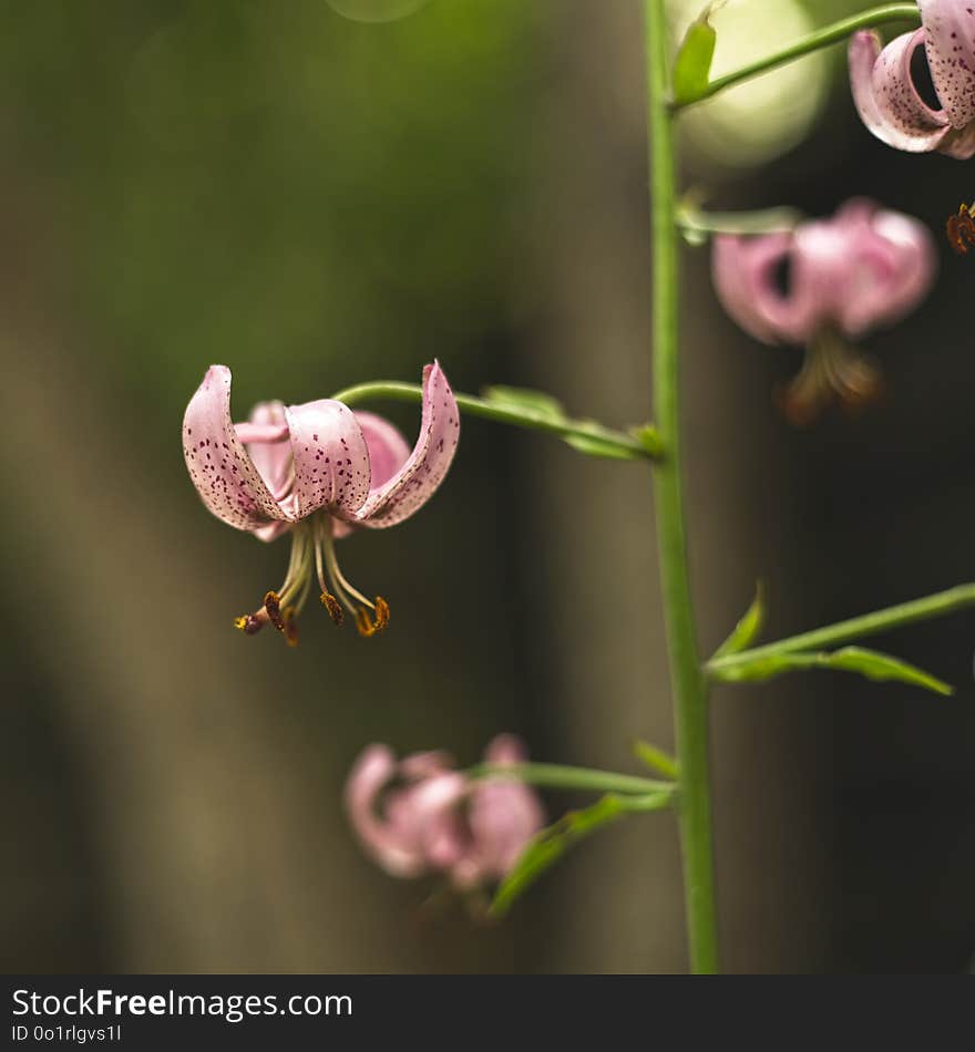 Flower, Plant, Close Up, Bud