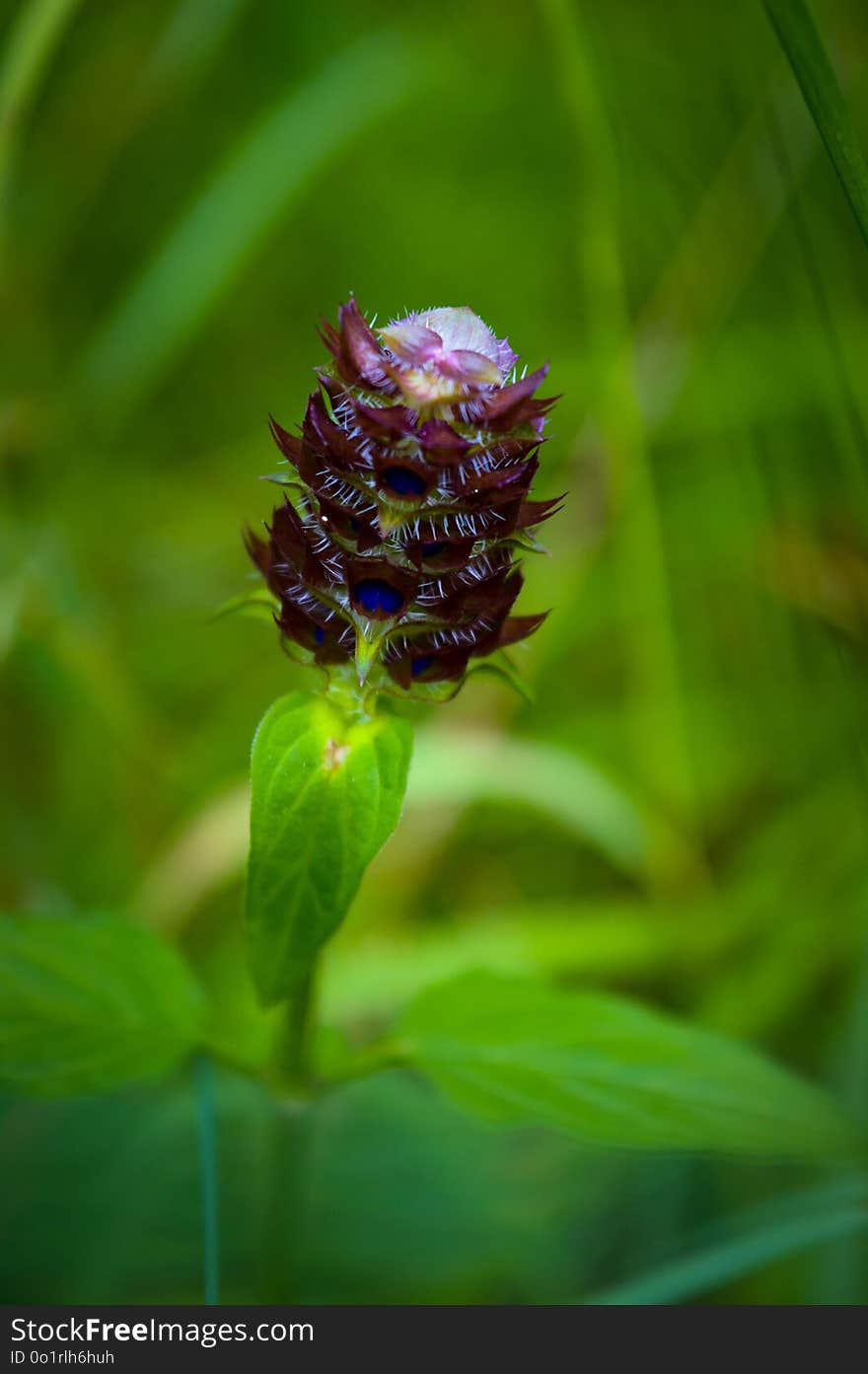 Plant, Flora, Flower, Close Up