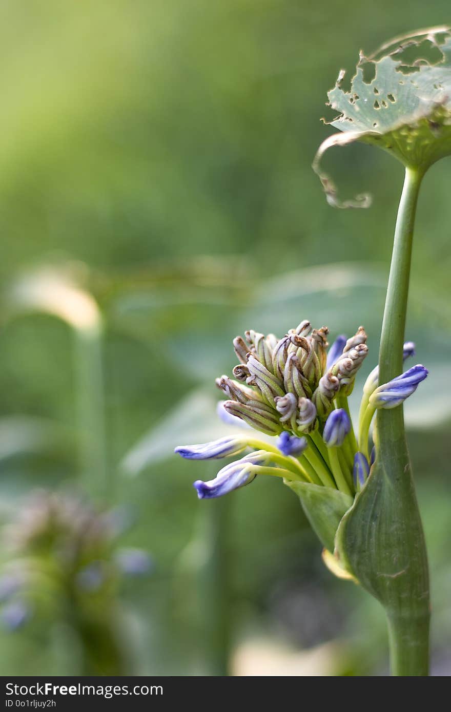 Flower, Flora, Plant, Close Up