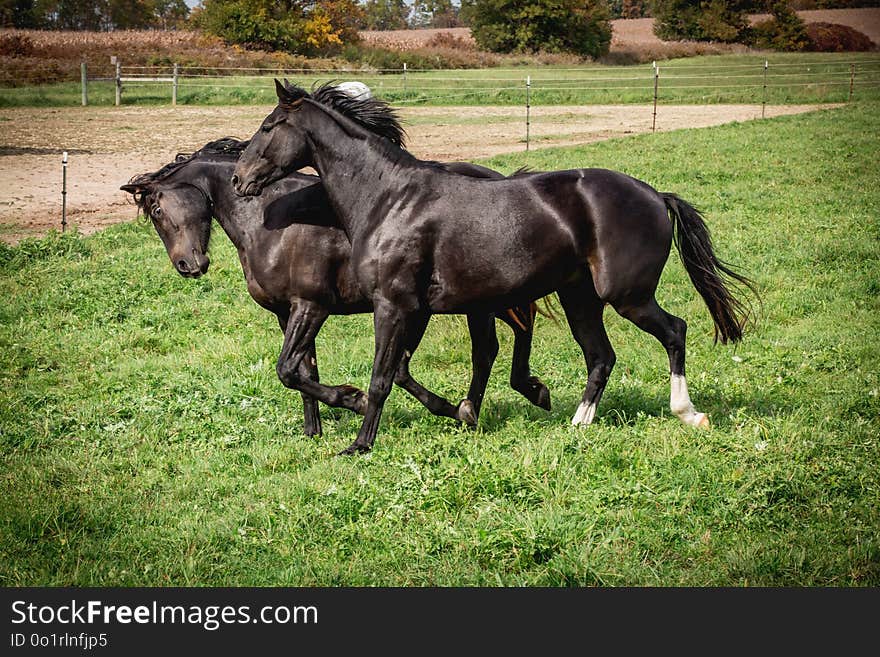 Horse, Pasture, Mare, Horse Like Mammal