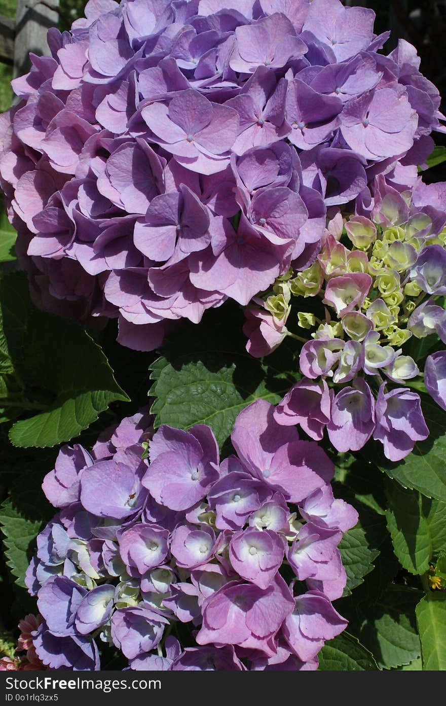 Flower, Plant, Hydrangea, Flowering Plant