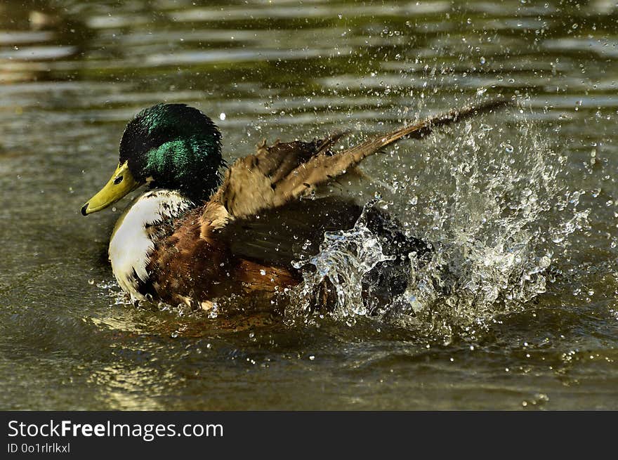 Bird, Duck, Mallard, Water