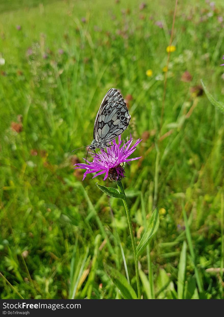 Butterfly, Moths And Butterflies, Lycaenid, Insect