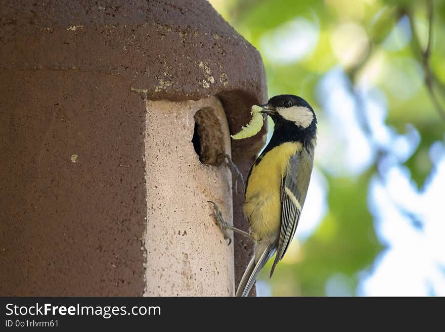 Bird, Fauna, Beak, Perching Bird