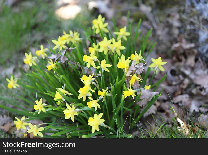 Plant, Flower, Flora, Yellow