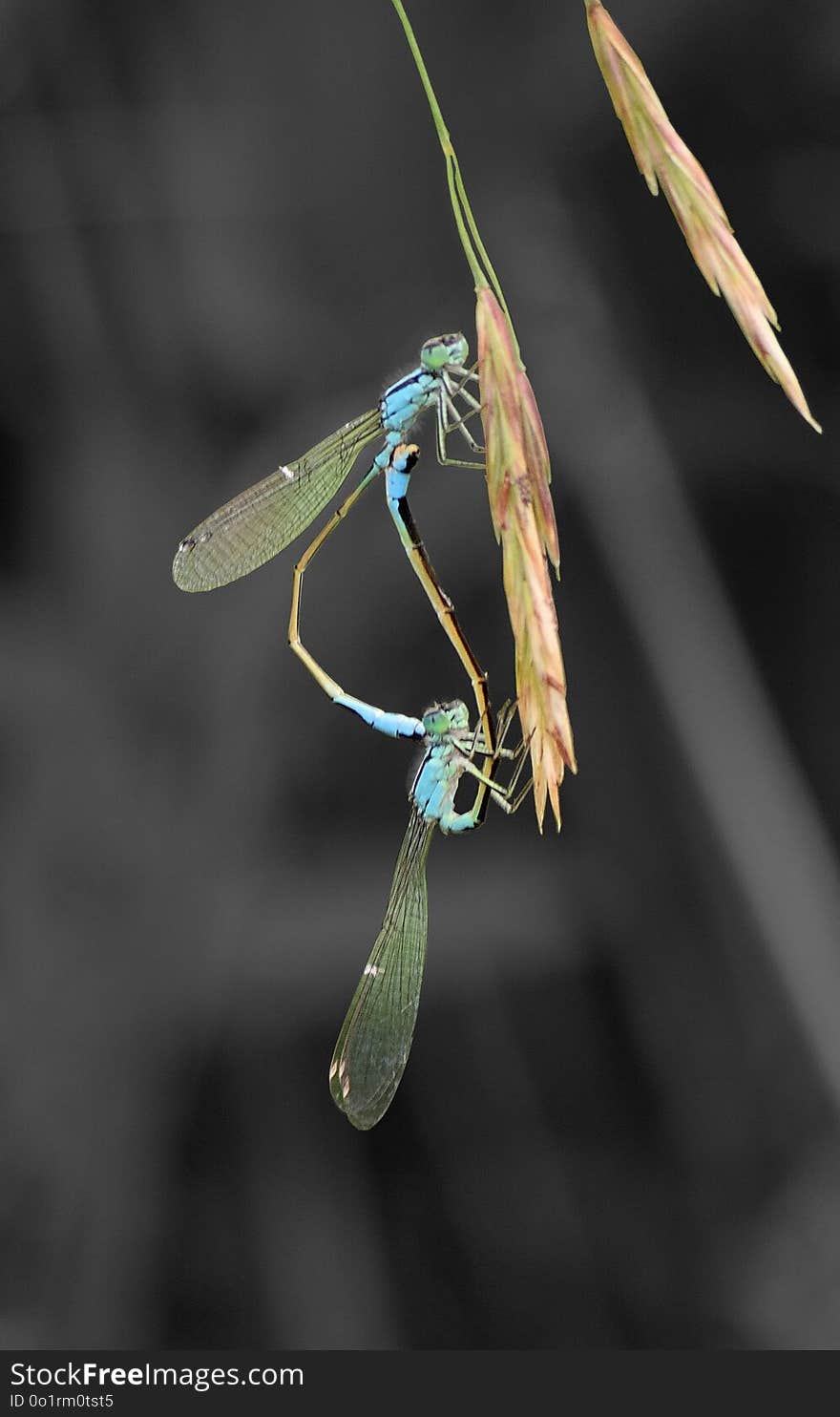 Insect, Dragonfly, Macro Photography, Invertebrate