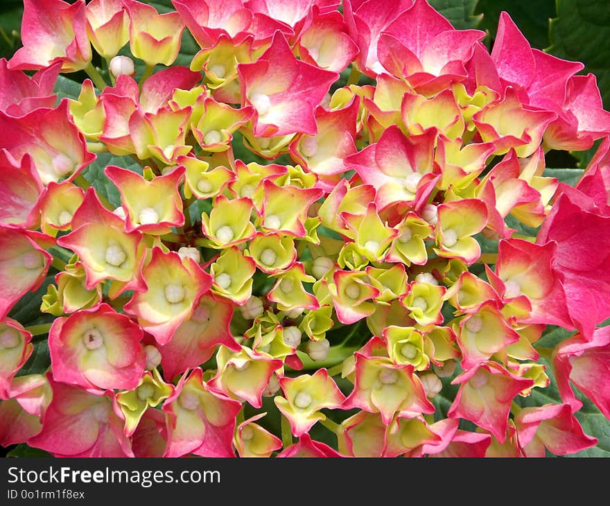 Flower, Plant, Flowering Plant, Pink