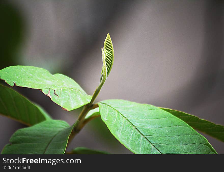 Leaf, Plant, Plant Stem