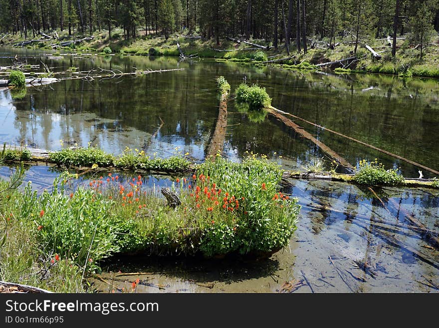 Reflection, Water, Nature, Wetland