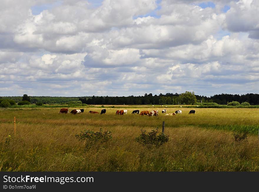 Grassland, Sky, Cloud, Field