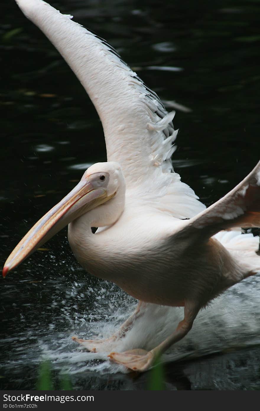 Pelican, Beak, Bird, Seabird