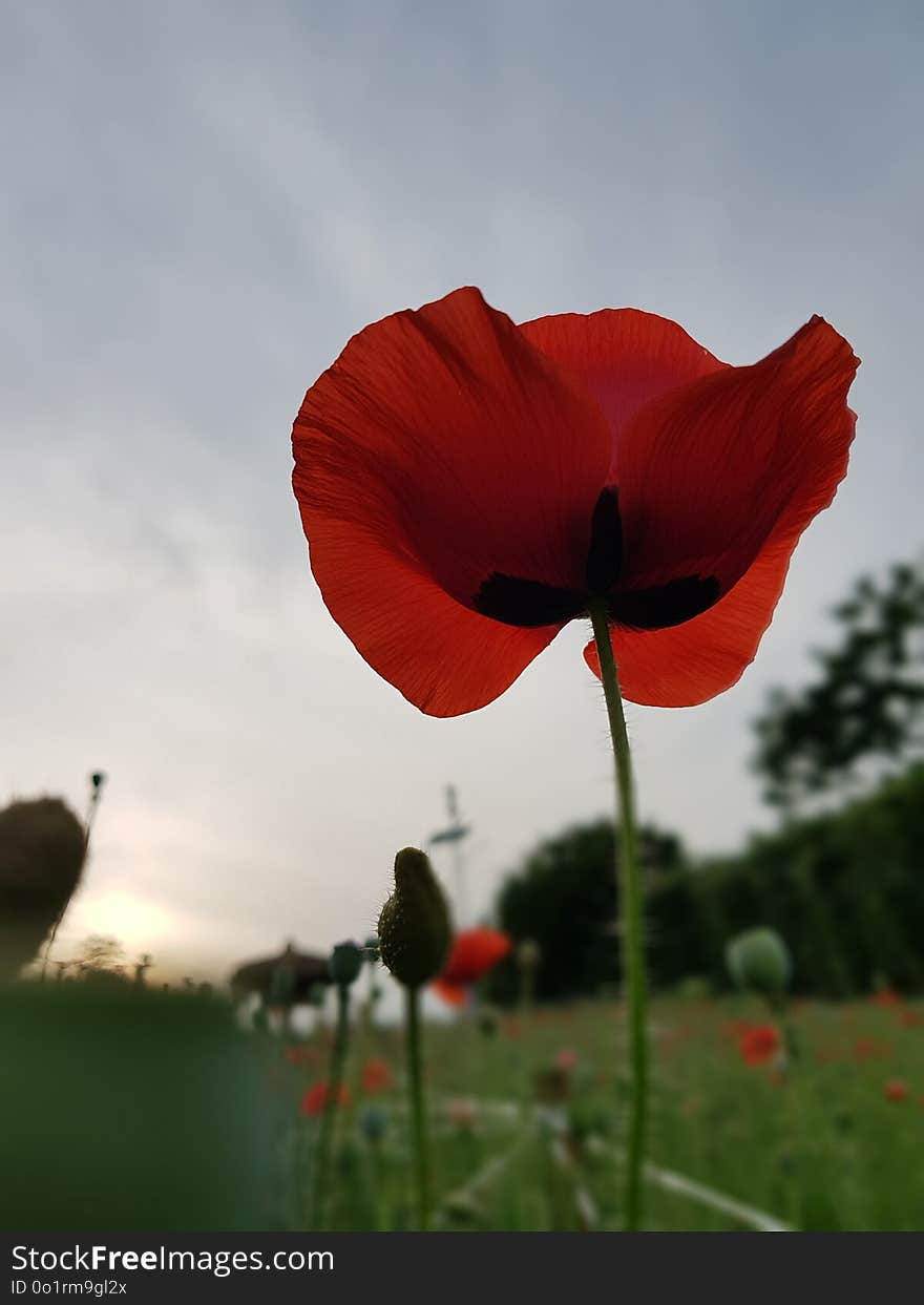 Flower, Red, Coquelicot, Poppy