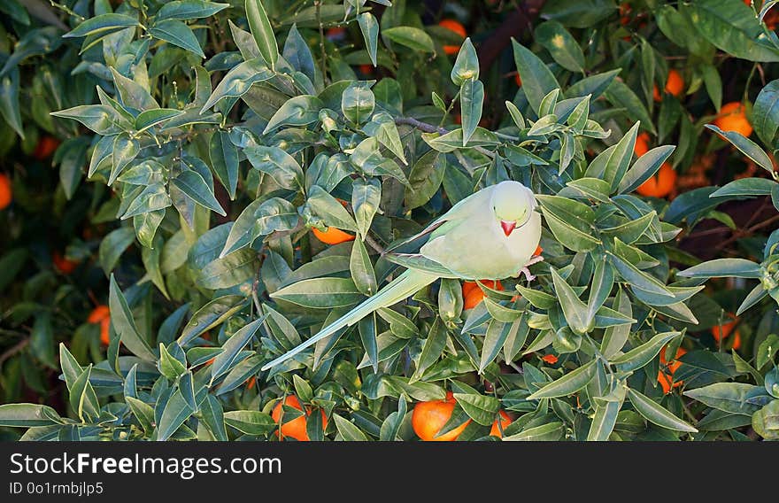 Plant, Leaf, Tree, Produce