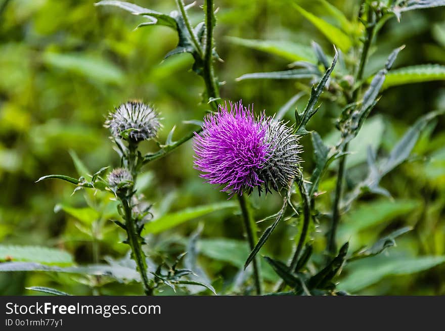 Plant, Thistle, Silybum, Flower