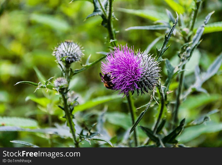 Plant, Thistle, Silybum, Flower